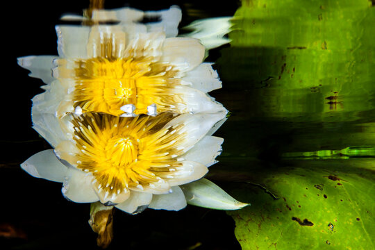 water lily flower and water plant Mexico, Quintana Roo