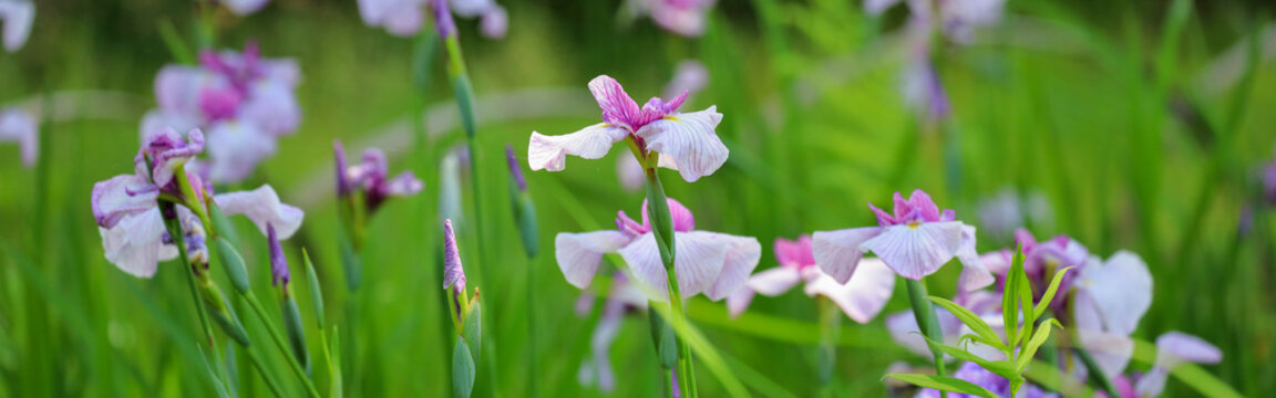 菖蒲 Images Browse 12 674 Stock Photos Vectors And Video Adobe Stock