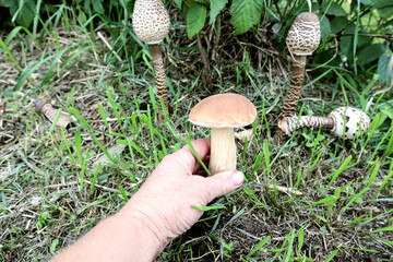 Strong young boletus in hand against the background of mushrooms and raspberry branches, close-up