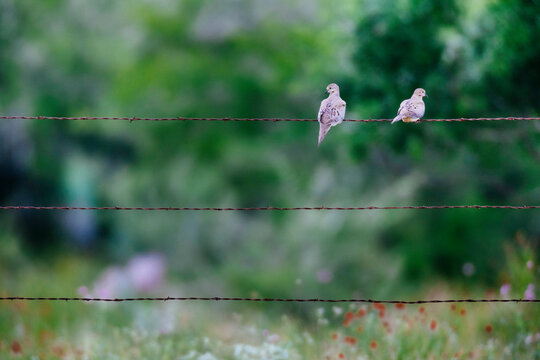 Mourning doves perching on barbed wire fence - Powered by Adobe