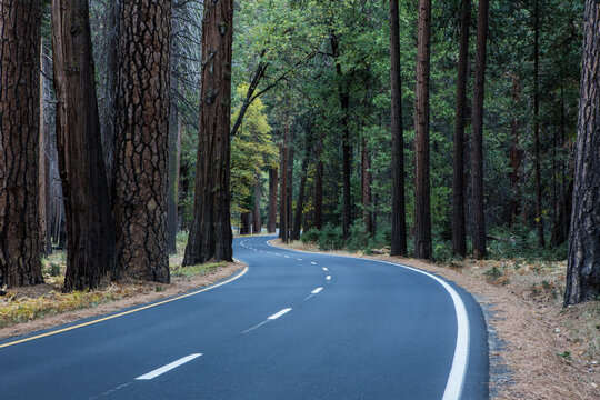 View of road passing through forest in Yosemite National Park.