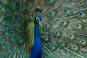 Portrait of Peacock
