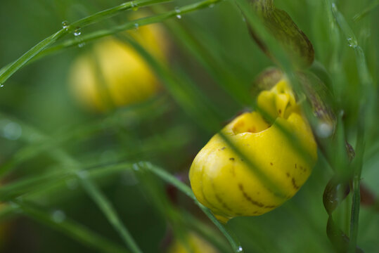 Close up of yellow lady's slipper flower growing on plant