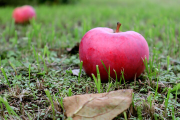 Pink ripe Apple lying on the grass in the autumn garden, close - up-the concept of the beginning of the autumn harvest in the garden