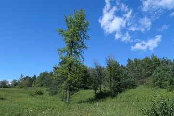 Obraz premium green meadow with trees on a bright summer day
