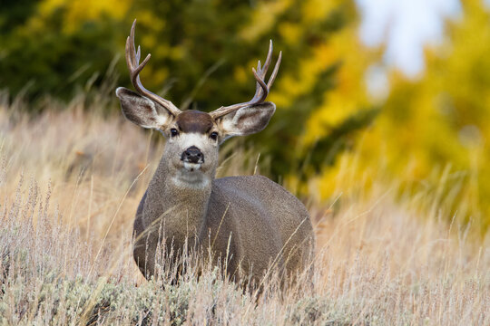 Portrait of mule Deer standing on Rocky Mountain Front