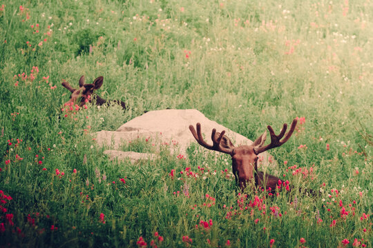 Moose sitting in wildflower field