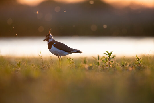 Close up of Northern lapwing perching on landscape