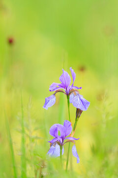 Close up of Siberian Iris in field