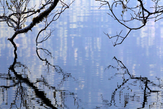 Bigleaf maple branches touching water surface of Lake Crescent in Olympic National Park, Washington