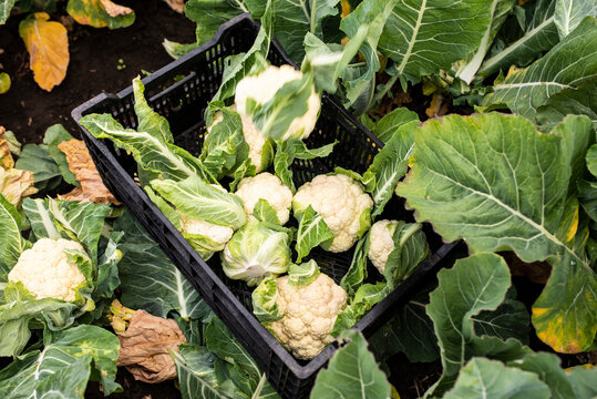 Cauliflowers in crate on farm