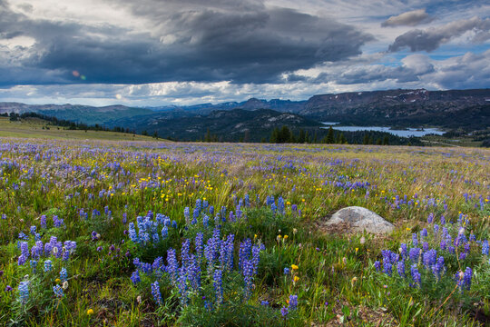 Scenic View Of Meadow Against Cloudy Sky In Shoshone National Forest