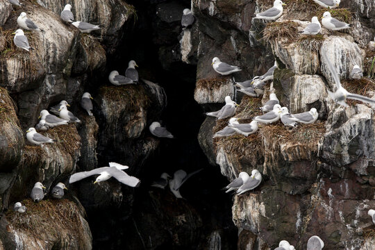 Black legged kittiwakes nesting on cliff