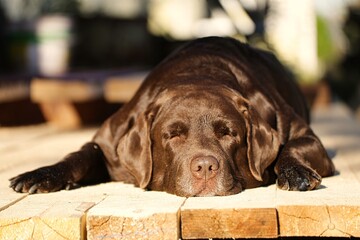 
brown labrador lying on planks under the bright sun