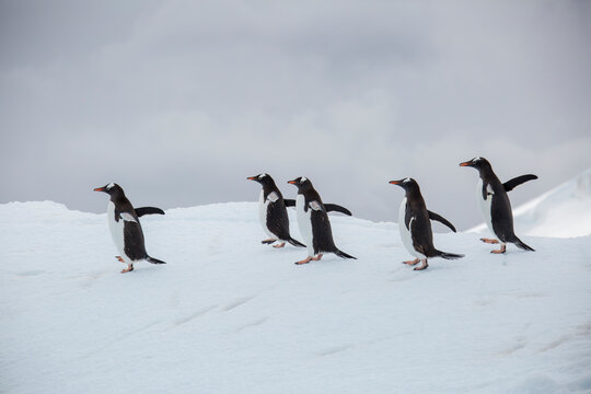 Gentoo penguins walking on icebergs in Danco Island