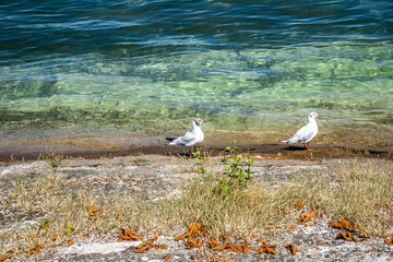 Obraz premium Bodensee