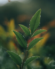 leaf in the rain