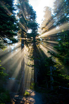 View of sunlight passing through trees
