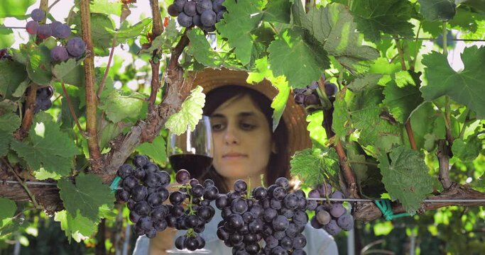 Female with glass of red wine in vineyard. Wine making concept.