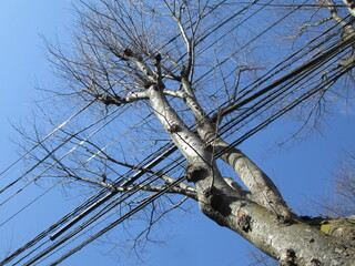 木と電線と青空