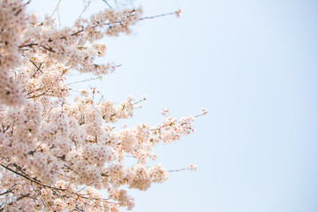Cherry blossom tree against sky