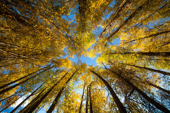 Low angle view of aspen trees against sky