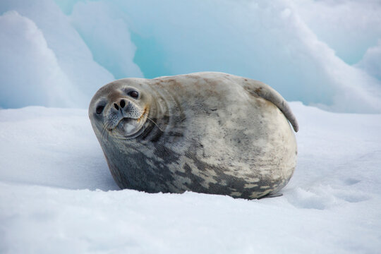 Weddell seal resting on floating iceberg in Hope Bay of Antarctic Peninsula