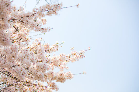 Cherry blossom tree against sky