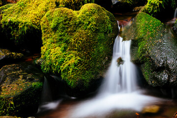 View of stream flowing through forest in Olympic National Park