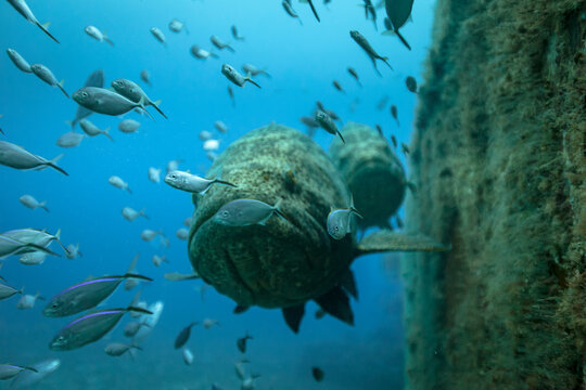 Goliath grouper swimming by Ana Cecilia wreck site in Palm Beach