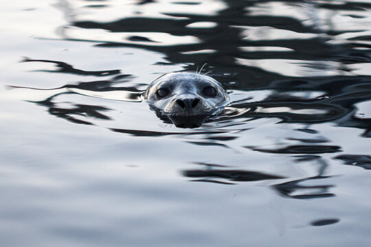 Portrait of harbor seal in ocean