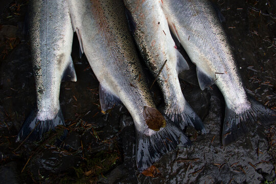 Close up of steelhead trout