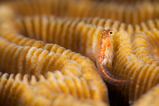 Portrait Of Threefin Blenny In Coral