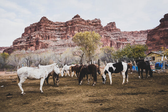 Horses and mules grazing on landscape