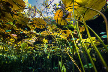 Close up of water lily and fish underwater