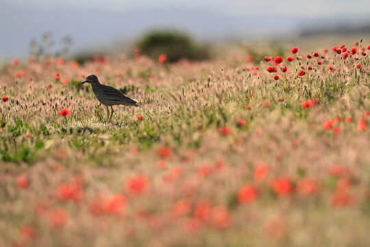 Stone curlew perching on grass