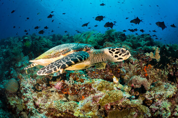 Hawksbill sea turtle swimming along tropical Indonesia reef