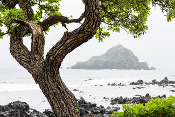 Tree on coast with island in background