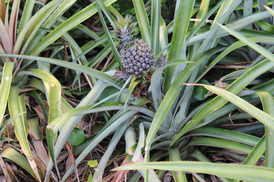 pineapple growing in the garden