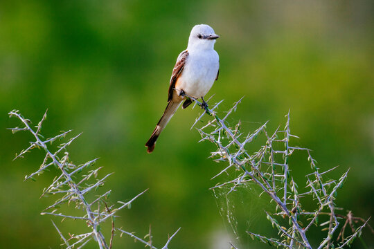 Close up of scissor tailed flycatcher perching on tree