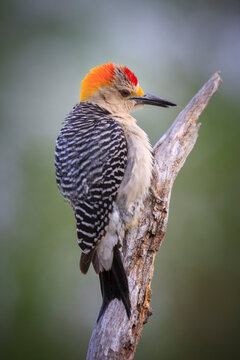 Close up of northern flicker perching on wood