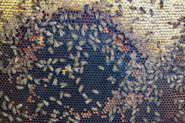 Bees make honey. The concept of beekeeping. Bees on a wax comb. Hexagonal honeycomb with honey. The collection of honey. Frames in beehives in the apiary.