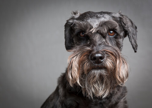 Portrait of miniature schnauzer