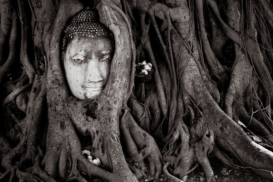 View of Buddha head embedded in Banyan tree