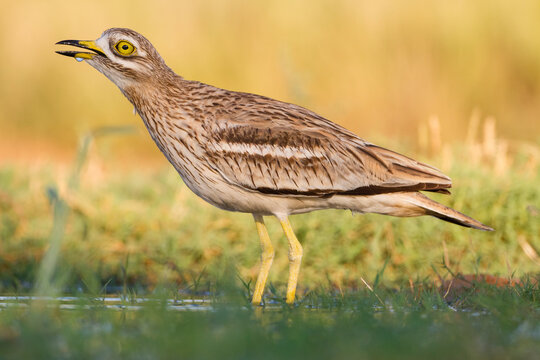 Close up of stone curlew drinking water