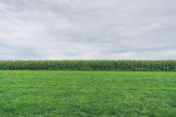 Corn plantation. Cloudy sky over green grass and corn field in the distance
