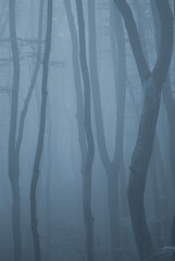 Vertical tree trunks in a dark misty forest, toned to bluish