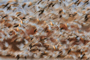 Blurred motion of snow geese flying in Bosque Del Apache National Wildlife Refuge Visitor Center