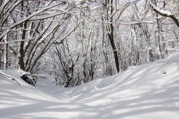 A path through an unspoilt winter forest after a snowfall