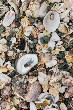 Oyster shells from Taylor Shellfish Farm